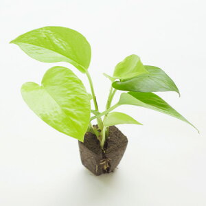 観葉植物 ポトス 寄せ植えの人気商品 通販 価格比較 価格 Com