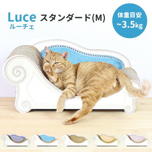 y6/20uǂԂvozJJ[i [`F sX^_[h^Mt Caricarina Luceb lRp Lp ˂p ܂Ƃxbh L Lbg ܂Ƃ ܌ i{[ _{[ KK 