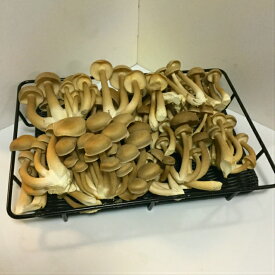 楽天市場 本しめじの通販