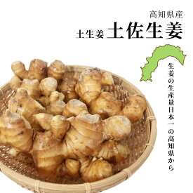 高知県産 土佐生姜 土生姜 しょうが ショウガ 大きさおまかせ 1kgまたは2kg