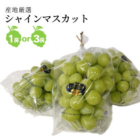 産地厳選 シャインマスカット 特大 秀品 1房または3房
