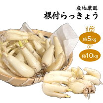 楽天市場】らっきょう 10kgの通販