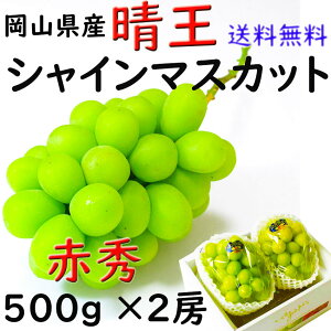  VC}XJbg yԏGz 500g×2[   RY Ԃǂ  Mtg v[g ̂ lΉ wOK   蕨 JA _i