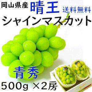  VC}XJbg yGz 500g×2[    RY Ԃǂ Mtg v[g ̂ lΉ wOK   蕨 JA _i