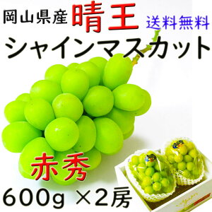  VC}XJbg yԏGz 600g×2[   RY Ԃǂ  Mtg v[g ̂ lΉ wOK   蕨 JA _i