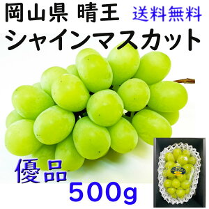  VC}XJbg yDiz 500g   ƒp RY Ԃǂ Mtg v[g ̂ lΉ wOK   蕨 JA _i