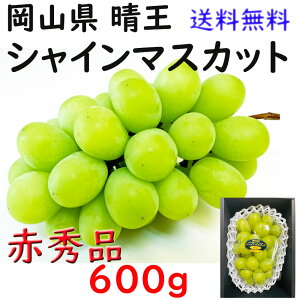  VC}XJbg yԏGz 600g   RY Ԃǂ  Mtg v[g ̂ lΉ wOK   蕨 JA _i