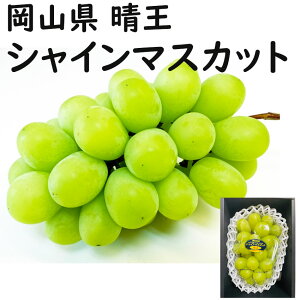 ������ �V���C���}�X�J�b�g �y�ԏG�z 400g �������� ���� ���R���Y �Ԃǂ� �M�t�g �v���[���g �̂� ���l�Ή� �w���OK ��� �������� ���蕨 JA �_���i