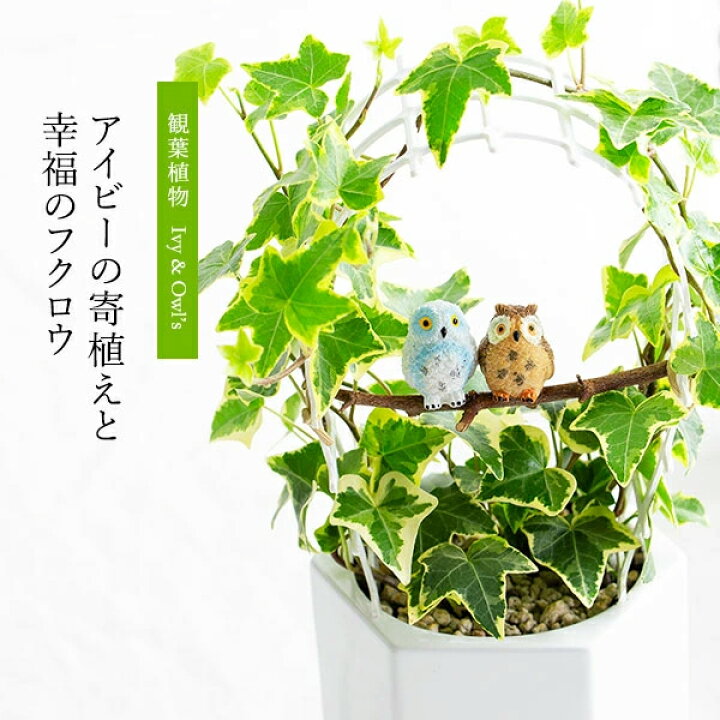 楽天市場】観葉植物 インテリアグリーン 観葉植物アイビーの寄植えと 