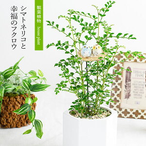 ϗtA CeAO[ ϗtAV}glRƍK̃tNE IuWF v[g JXj z a i ސE i vw LO