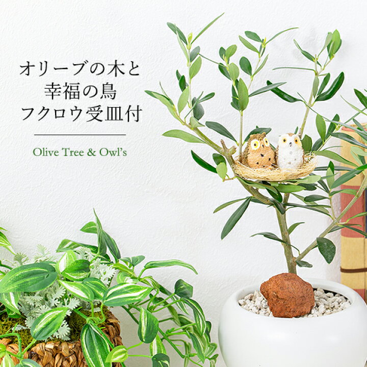 楽天市場】観葉植物 インテリアグリーン オリーブの木と幸福の鳥 