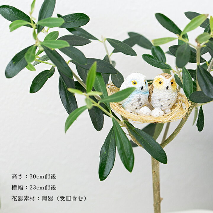 楽天市場】観葉植物 インテリアグリーン オリーブの木と幸福の鳥 