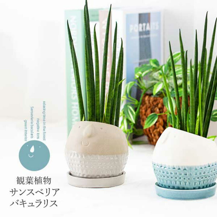 楽天市場 多肉植物 サンスベリア バキュラリス インテリアグリーン 顔 鉢 おしゃれ 植木鉢 マイナスイオン インテリア オブジェ プレゼント おしゃれなインテリア 小さい 卓上 育てやすい 初心者 人気 開店祝い 引越し 誕生日 昇進 退職 上司 夫婦 記念日 花と