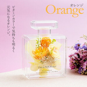 vU[uht[ uU[ht[ Palem J[l[V o  t[Mtg  r  킢  a ͂Ȃ JXj  LO 