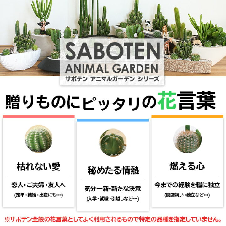 伊豆シャボテン動物公園 鉢植え 花 サボテン 多肉植物 寄せ植え マミラリア 豊明丸 おしゃれ インテリア 休日限定