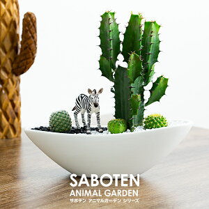 ミニ サボテン 寄せ植え 観葉植物の人気商品 通販 価格比較 価格 Com