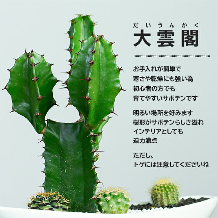 楽天市場 サボテン 楽天1位 オシャレなインテリア サボテン 寄せ植え 大雲閣 舟形タイプ 陶器鉢 選べる シュライヒ 動物フィギュア付 鉢 さぼてん 多肉植物 プレゼント 誕生日プレゼント 誕生日 開店祝い 昇進 退職 上司 引越し祝い 記念日 美容室 開店 花とインテリア