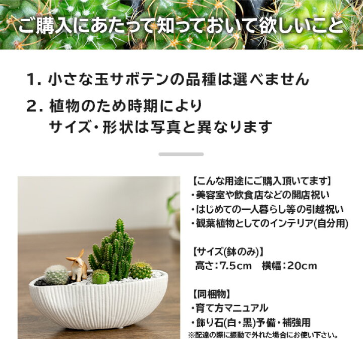 楽天市場 サボテン楽天1位 オシャレなインテリア サボテン 寄せ植え セレウス 電磁波サボテン 波形タイプ 陶器鉢 選べる シュライヒ 動物フィギュア付 サボテン 鉢 さぼてん 多肉植物 オブジェ プレゼント 誕生日プレゼント 誕生日 開店祝い 引越し 夫婦 記念日 美容室 楽天市場 サボテン楽天1位 オシャレなインテリア サボテン 寄せ植え セレウス 電磁波サボテン 波形タイプ 陶器鉢 選べる シュライヒ 動物フィギュア付 サボテン 鉢 さぼてん 多肉植物 オブジェ プレゼント 誕生日プレゼント 誕生日 開店祝い 引越し 夫婦 記念日 美容室