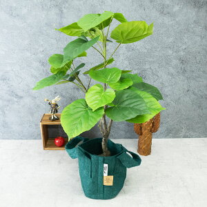 tFCNO[ ϗtA tFCN lHϗtA u  I G}  킢  CeA L R C IV v[g Mtg a g[ 傫 A 