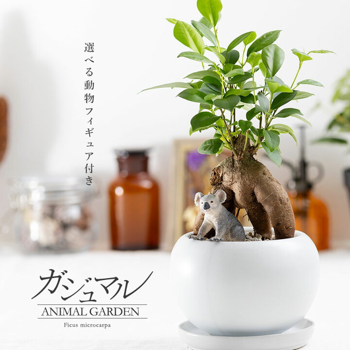 楽天市場】観葉植物 選べる動物フィギュア付き 多幸の木 ガジュマル 