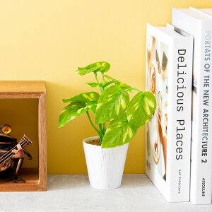 tFCNO[ ϗtA tFCN lHϗtA ~j   G}  킢  CeA e[u L R C IV v[g Mtg a ~jϗt 