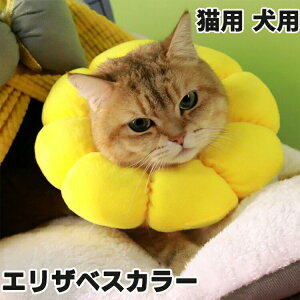 GUxXJ[ Lp p \tg 炩 Ȏ y p _炩 wXPA ی rߖh~ ޖh~ pEFA K \ ی rߖh~ ~h~  Ԃт 