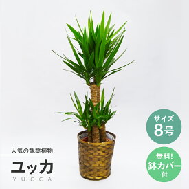 観葉植物ユッカ 8号（青年の木）☆送料無料（北海道・沖縄・離島を除く）★東京23区内・横浜市内（指定エリア）当日配達OK★お祝い 開店祝い ご移転 大型　インテリアプレゼント インテリア