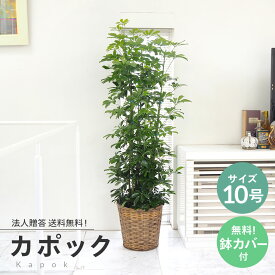 観葉植物 カポック 10号 無料受け皿・カゴ付き★自社配送エリア送料無料（東京23区・名古屋市内・大阪市内・福岡市内）★お祝い 開店祝い ご移転 オフィス インテリア 法人贈答