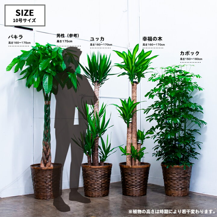 楽天市場 緊急入荷 観葉植物 ユッカ 10号 青年の木 当社指定エリアへは自社便で最短当日お届け 法人贈答 お店届け送料無料 育てやすい お祝い 開店祝い ご移転 大型 オフィス インテリア 初めての観葉植物にもおすすめ ｆｌｅｘ ｆｌｏｗｅｒ