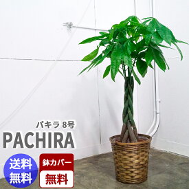 楽天市場 観葉植物 パキラの通販
