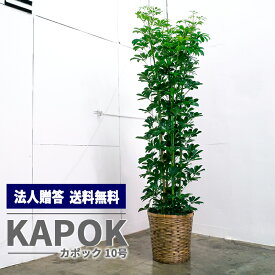 楽天市場 オフィス 観葉植物 花 観葉植物 花 ガーデン Diyの通販