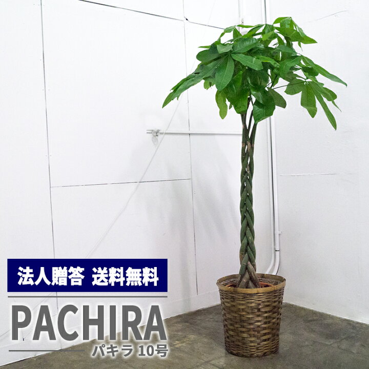 楽天市場 観葉植物 パキラ 10号 大型 受け皿付き 自社配送エリア 東京23区 名古屋市内 大阪市内 福岡市内は送料無料 法人贈答 お店届け送料無料 お祝い 開店祝い ご移転 オフィス インテリア 贈答用 ｆｌｅｘ ｆｌｏｗｅｒ