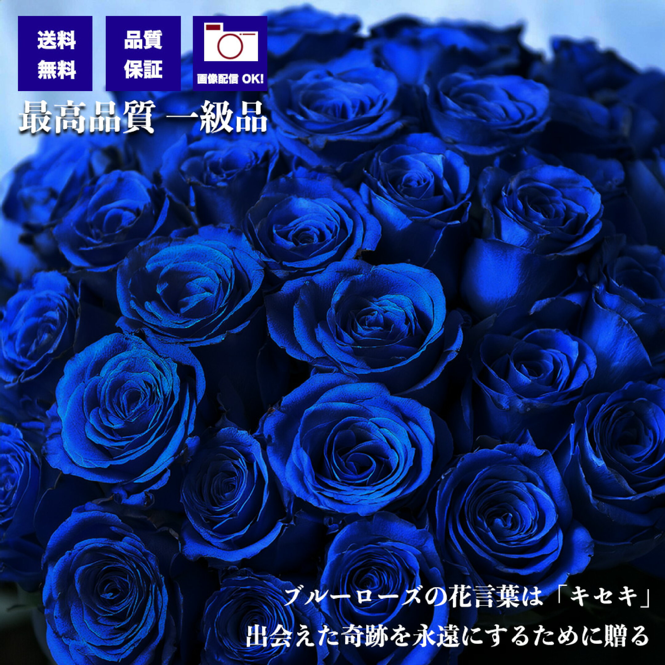 ブルーローズ