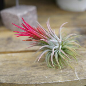 GAvc@CIi^Ebh@GA[vc@`WA