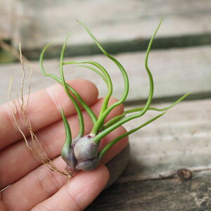 `WA u{[T STCY GAvc GA[vc