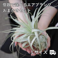 【サイズで選べる】エアプランツ おまかせセット｜S・M・Lサイズから選択可／2種～5種セット／育て方付き…