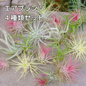 GAvc ܂4ރZbg `WA GAvc GA[vc