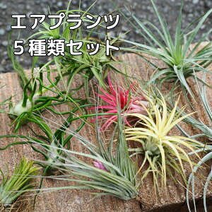 GAvc ܂5ރZbg `WA GAvc GA[vc