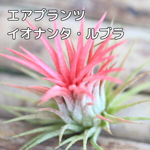 ygtGAvczuCIi^Euv GA[vc `WA eBWA ϗtA ysv SҌ  CeAO[ Mtg v[g