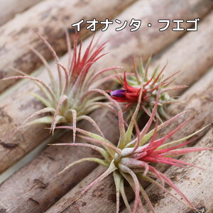 `WA CIi^ tGS GAvc GA[vc