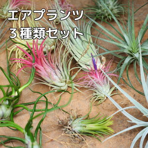 y`WAz GAvc 3Zbg  `WA { GA[vc ϗtA   S҂ɂ Ǌ| ~j A  킢 nMO CeA 