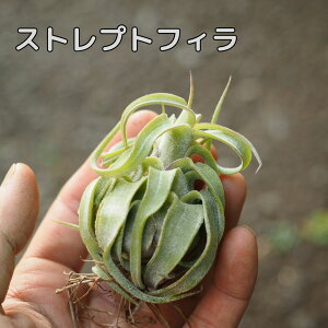 `WA CIi^ XgvgtB STCY GAvc GA[vc