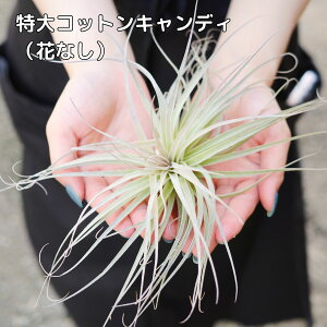 RbgLfB@GAvc@GA[vc@`WA