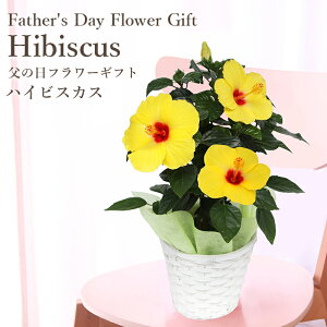 母の日 花 鉢植えの人気商品 通販 価格比較 価格 Com 母の日 花 鉢植えの人気商品 通販 価格比較 価格 Com