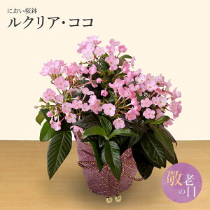 桜 生花の人気商品 通販 価格比較 価格 Com