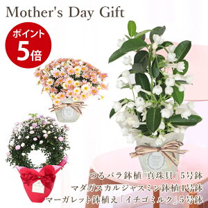 母の日 花 鉢植えの人気商品 通販 価格比較 価格 Com 母の日 花 鉢植えの人気商品 通販 価格比較 価格 Com