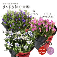 【ポイント5倍】 敬老の日 リンドウ鉢 5号鉢 青 岩手乙女 ピンク ももずきんちゃん 白 バイカラー 心美白…