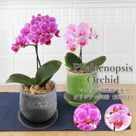 花 ギフト 誕生日 フロレアル 椎名洋ラン園 マイクロ 胡蝶蘭 1本立 グレー グリーン オリジナル陶器 鉢皿付 2色〜選択 フラワーギフト ピンク 淡いピンク 楽天1位 送料無料 産地直送 お花 蘭 コチョウラン ミニ胡蝶蘭 開店祝い お祝い