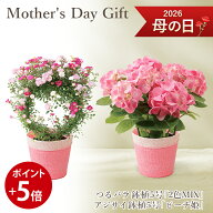 【現在19％OFF】 【ポイント5倍】【遅れてごめんね】 母の日ギフト 送料無料 フラアート花門 鉢植え つる…