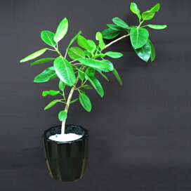 楽天市場 その他 アイテムから選ぶ メゾプランテ 観葉植物 フロレアルonlineshop東京 銀座